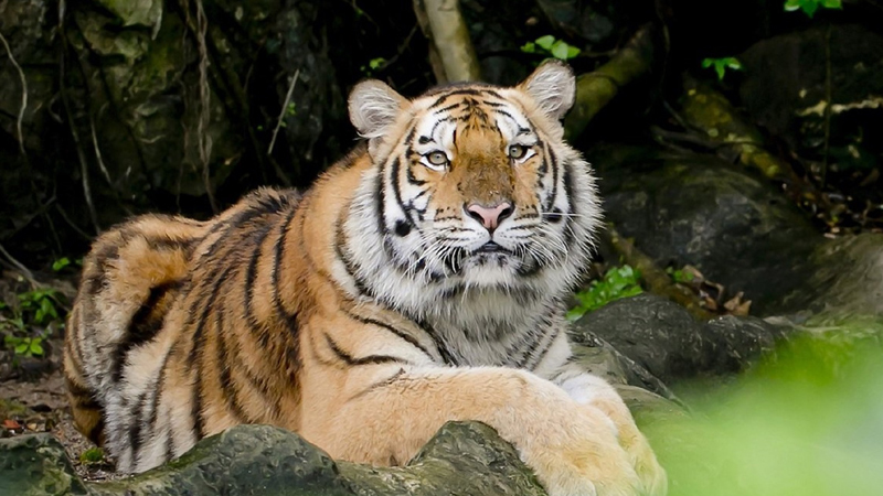 Warner Bros. Discovery premieres ‘Mission Big Cat’