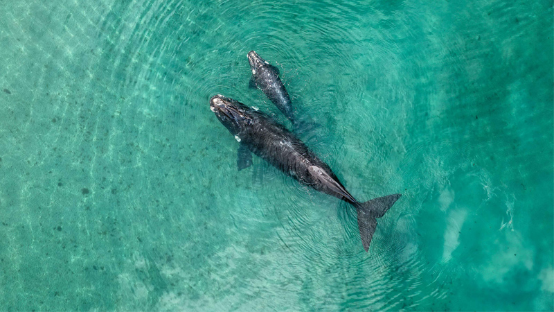 Sony BBC Earth premieres ‘Planet Earth III’ narrated by Sir David Attenborough