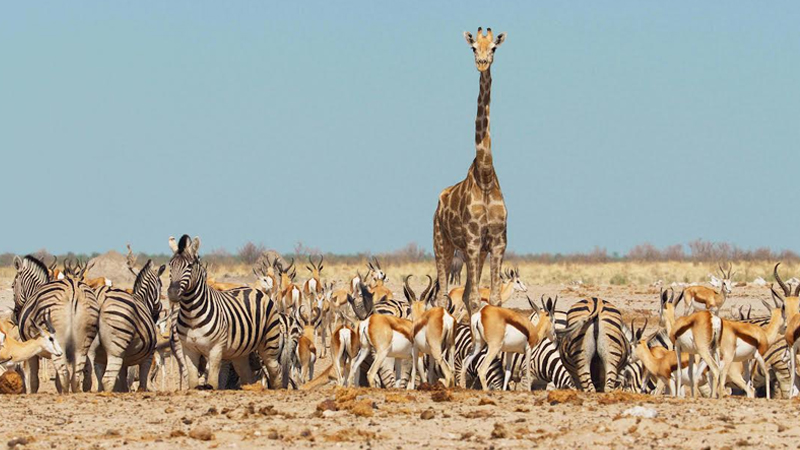 Celebrate Autumn with Sony BBC Earth’s new infotainment lineup