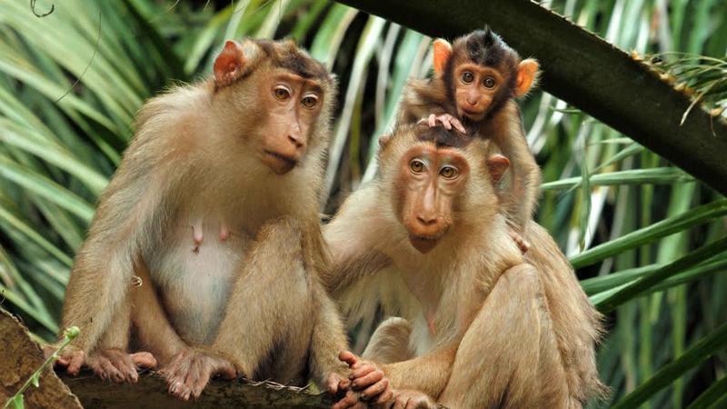 Sony BBC Earth to premiere ‘Mammals’ on 21 October