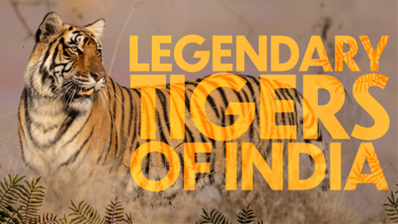 Stripes on Screen as BBC Player Roars with Tiger Day Special