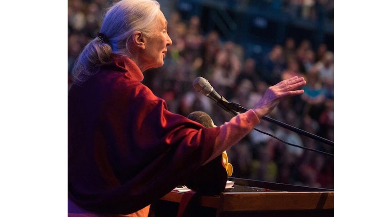 Jane Goodall, primatologist who transformed our understanding of chimpanzees, dies at 91