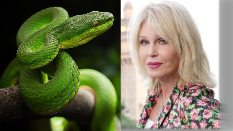 Watch Snake Squad and Desi Feels on Sony BBC Earth this August