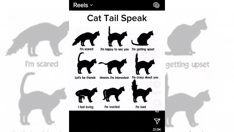 Instagram may launch standalone Reels app to rival Tiktok