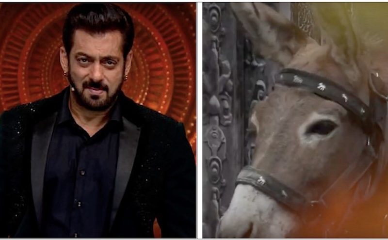 Bigg Boss 18 faces Peta India’s ire on account of donkey