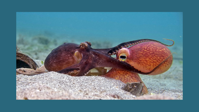 Thrilling expedition with Sony BBC Earth’s January premieres