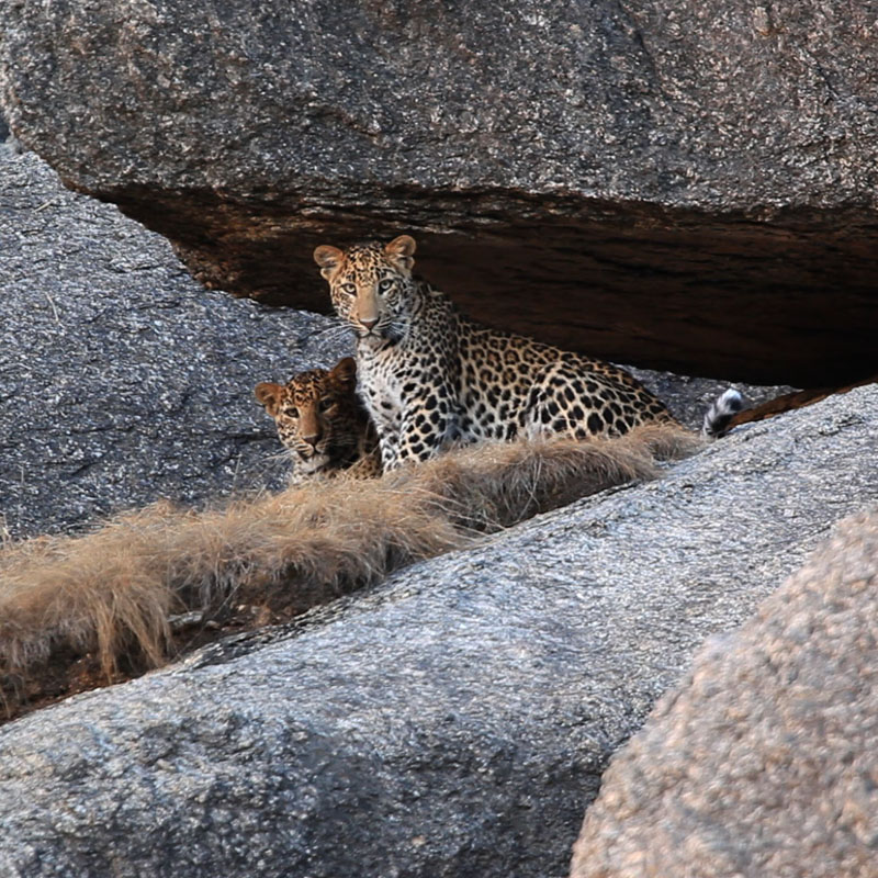 Discovery’s ‘Jawai: India’s Leopard Hills’ wins at Asian Television Academy