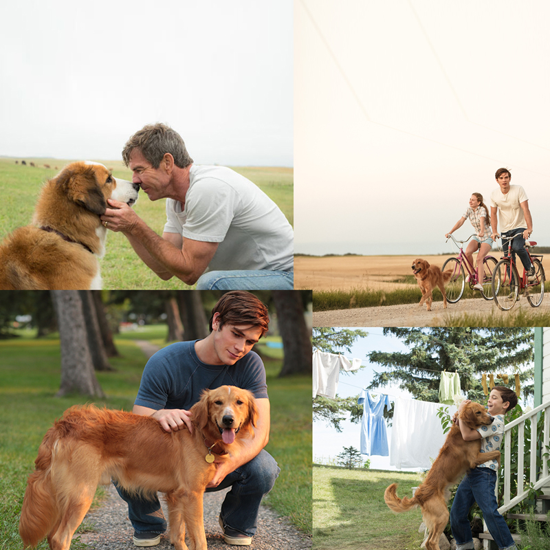 Spielberg-Reliance’s global hit ‘A Dog’s Purpose’ comes to India