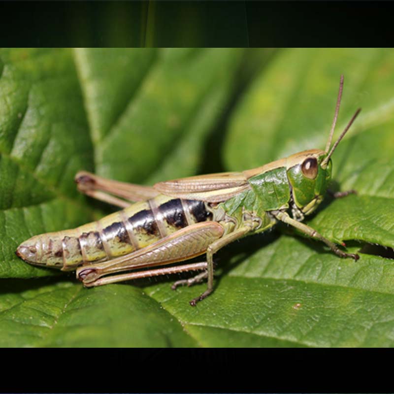 Payworld awards creative duties to Grasshoppers