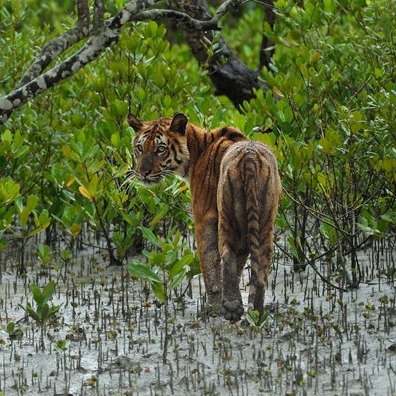 Discovery India and WWF India come together to build a sustainable future for Sundarbans