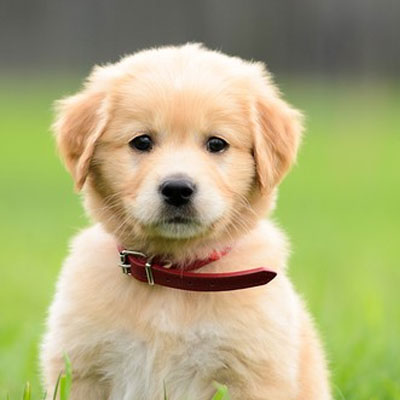 Uber, World For All & People For Animals join hands for uberPuppies