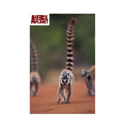 Explore wildlife and landscapes of Madagascar on animal planet