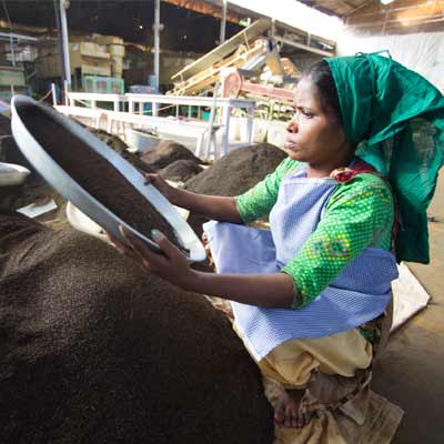 CNN tracks the tea industry in depth, to air ‘The Price of tea’ series