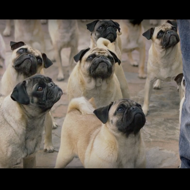 Vodafone brings back its iconic Pug