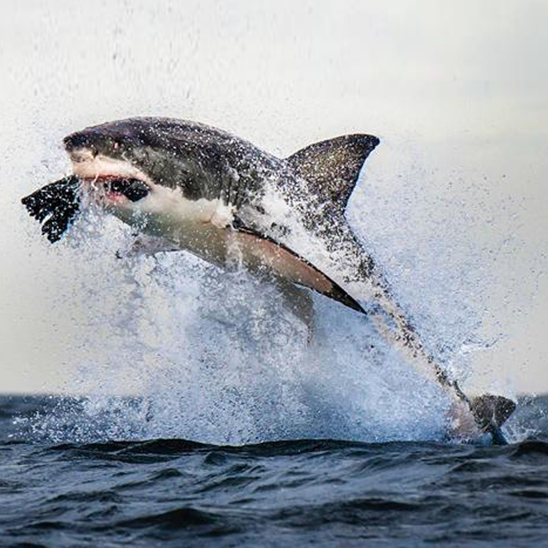 Discovery A-Pac, Hubu & Looking Glass acquire lifestyle, sports & wildlife programmes from GRB