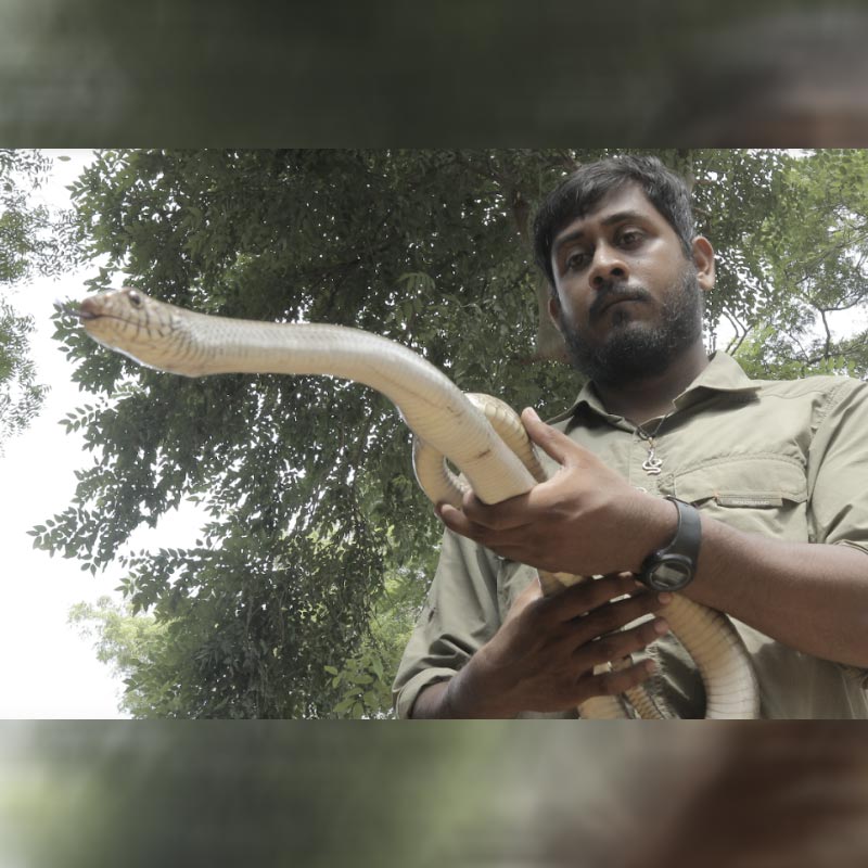 Animal Planet shines light on Snake Squad; a group of youngsters who have dedicated their lives to mitigating human-snake conflict  They save people from snakes and snakes from people