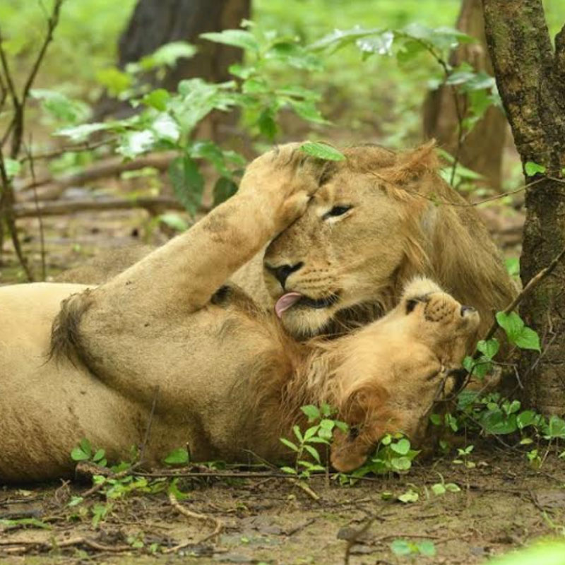 Animal Planet’s unveils new series ‘The Lion Kingdom’