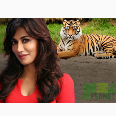 Animal Planet’s new initiative “Where Tigers Rule”