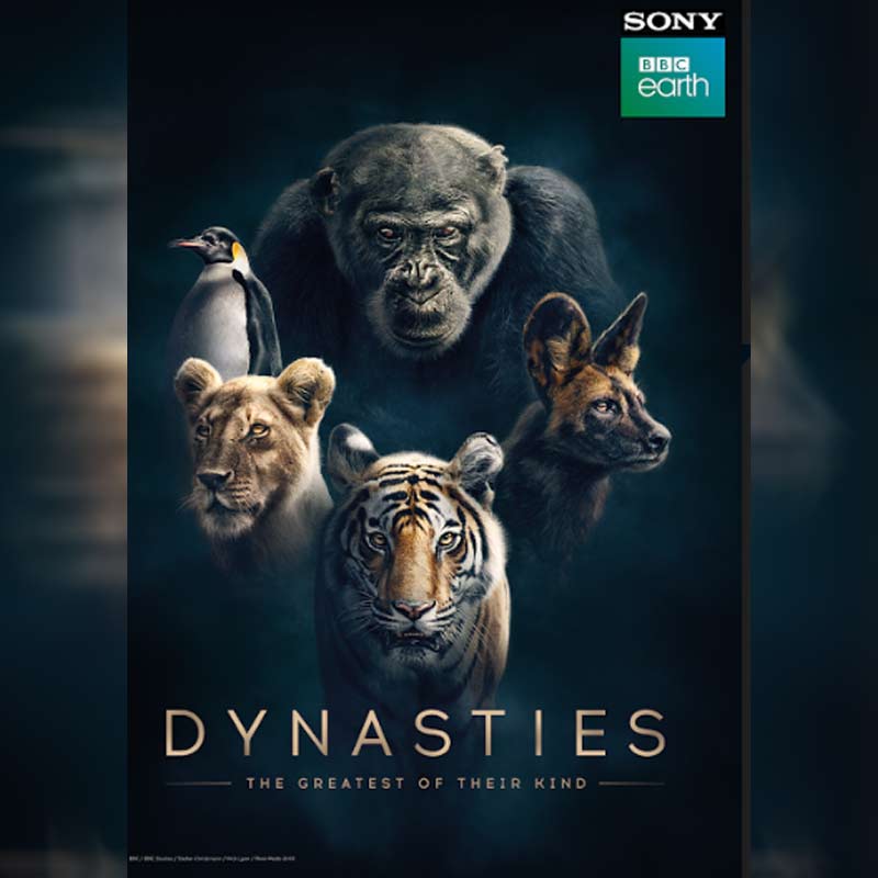 Sony BBC Earth Unveils the First Look of the new Landmark series ‘Dynasties’ on World Animal Day