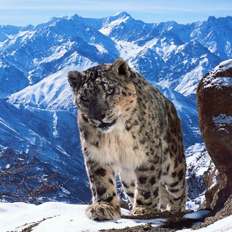 Sony BBC Earth presents the Best of 2017