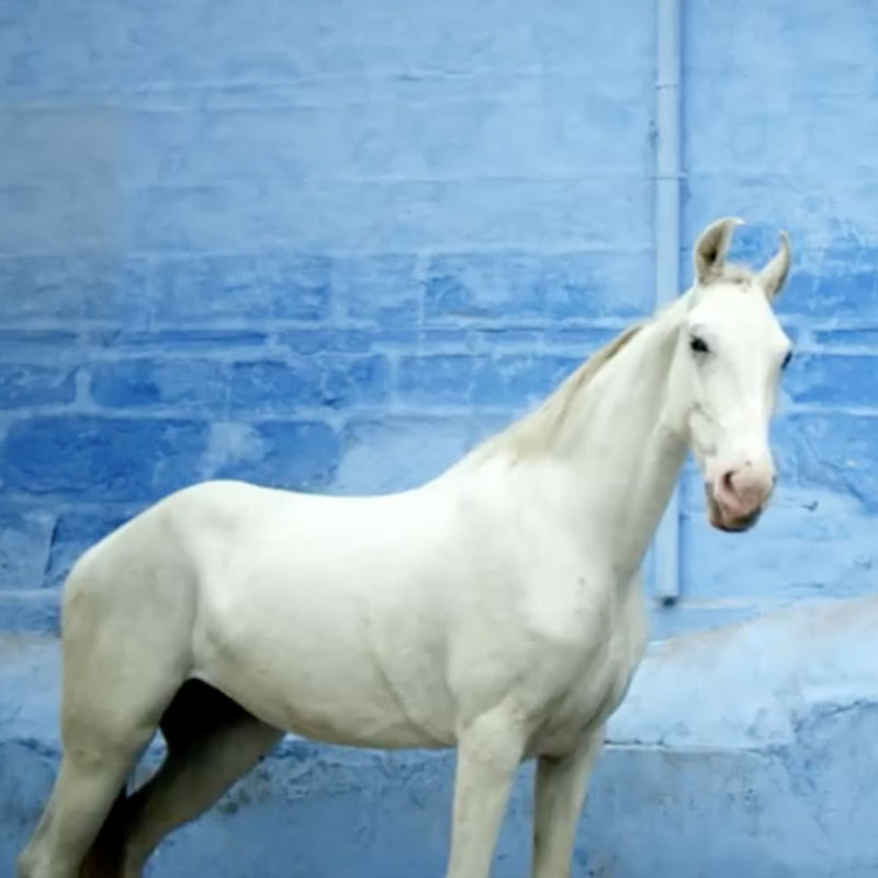 MP Birla Chetak Cement’s new TVC is truly Rajasthani