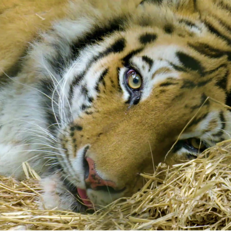 Animal Planet’s new documentary on effects of Covid2019 on animals