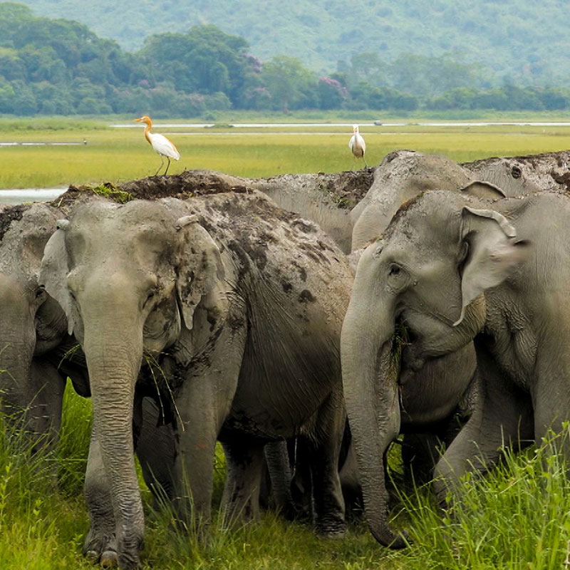 Explore the real India through EPIC Specials on EPIC Channel