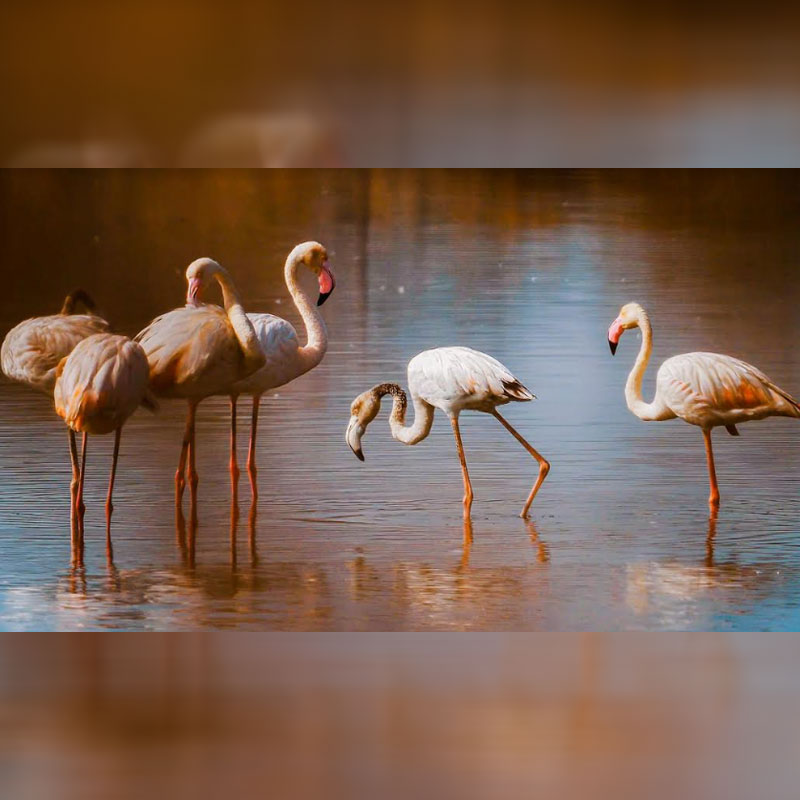 An EPIC Original to celebrate World Wetlands Day