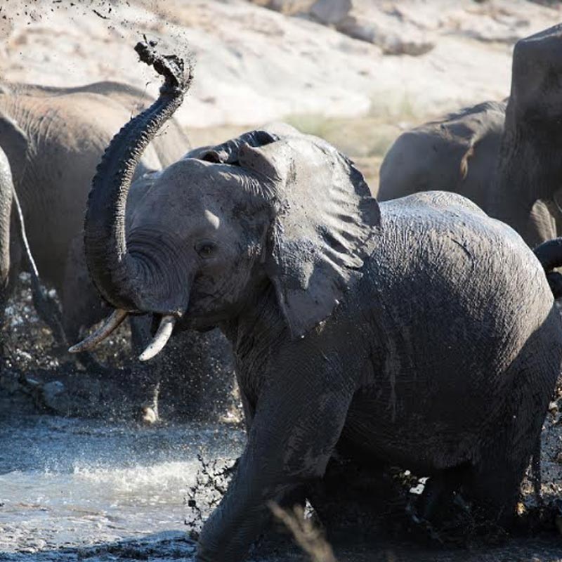 Forevermark unveils a series of six short films telling the incredible journey of moving giants