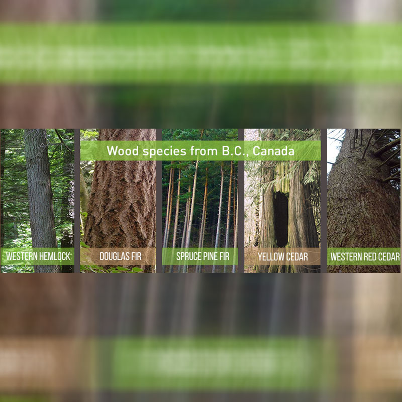 Canadian Wood hands over digital duty to White Rivers Media