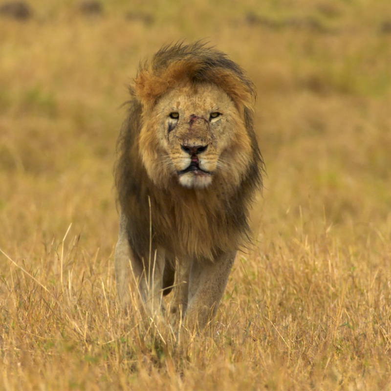 Harbour Rights licenses two wildlife titles to KBS