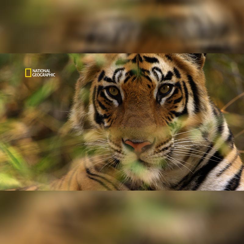 National Geographic to air documentary “Counting Tigers” on 7 August