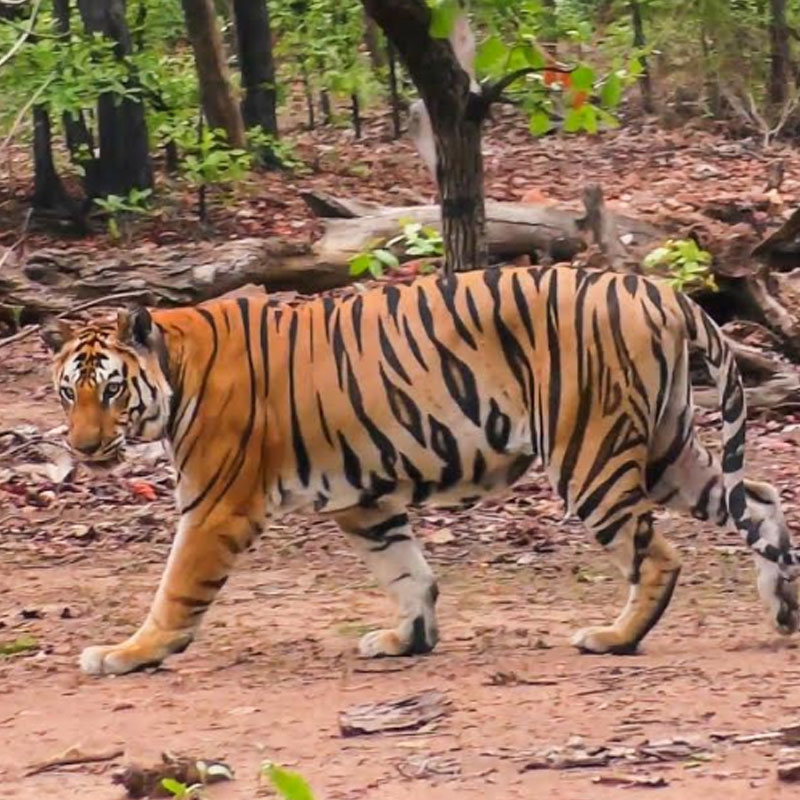Emerald Forest, an EPIC Original, celebrates the return of Tigers in Panna National Park