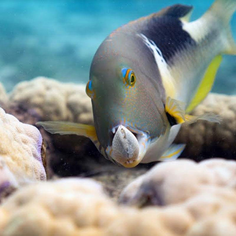 Infotainment genre’s steady shift towards localisation