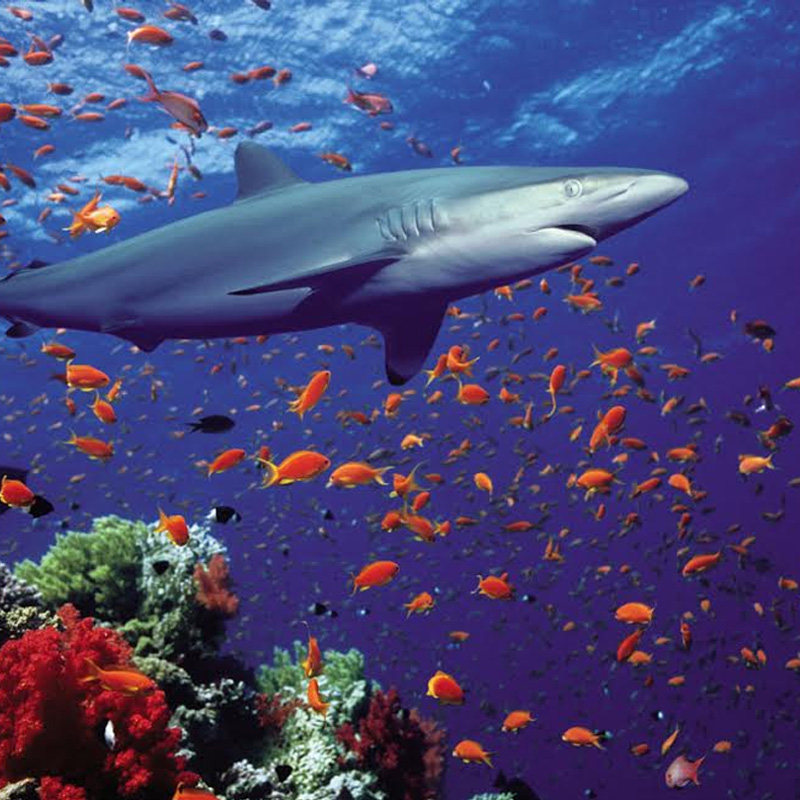 RAISE YOUR FINS FOR SHARK WEEK’S 30th ANNIVERSARY FILLED WITH JAWSOME SHARK PROGRAMMING AIRING Monday, September 3rd to 9th on DISCOVERY Channels