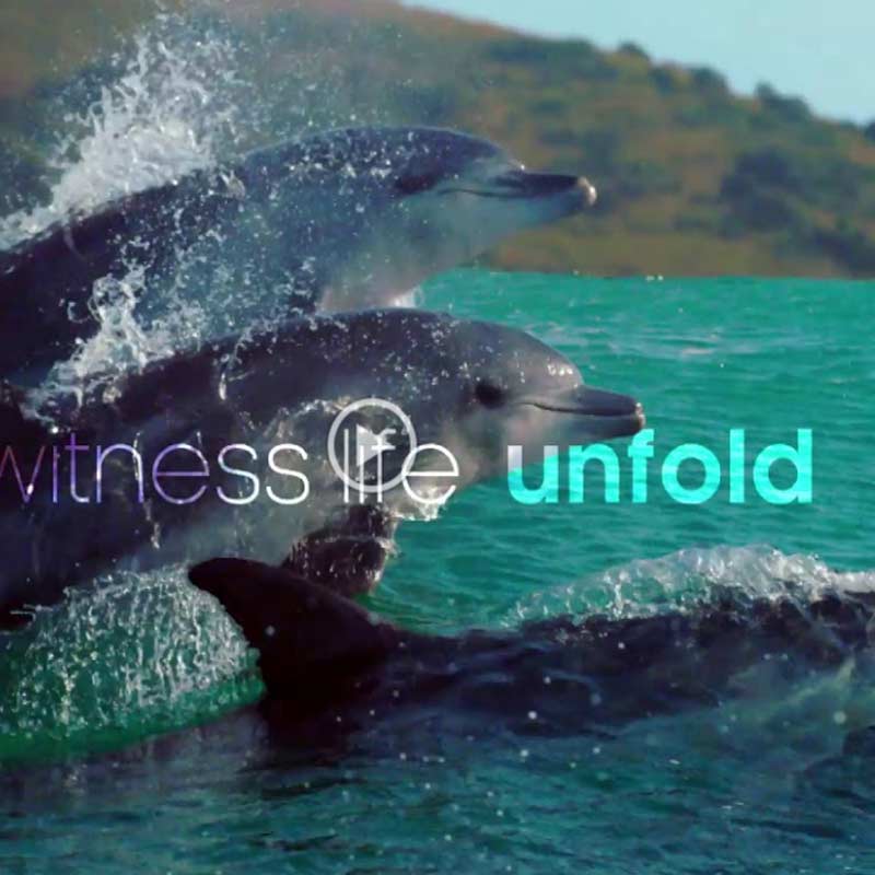 Sony BBC Earth launches trailer of ‘Blue Planet II – One Ocean and The Deep’