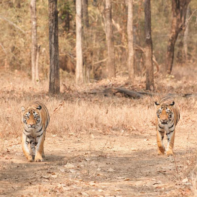 Four tiger sisters rewrite the rules of tiger behavior on Discovery