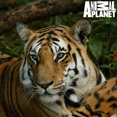 Wherever they go, Spy cams follow