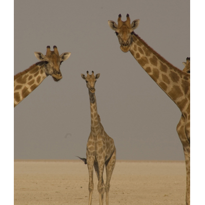 Animal Planet brings new epic series ‘Africa’